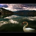 swan lake