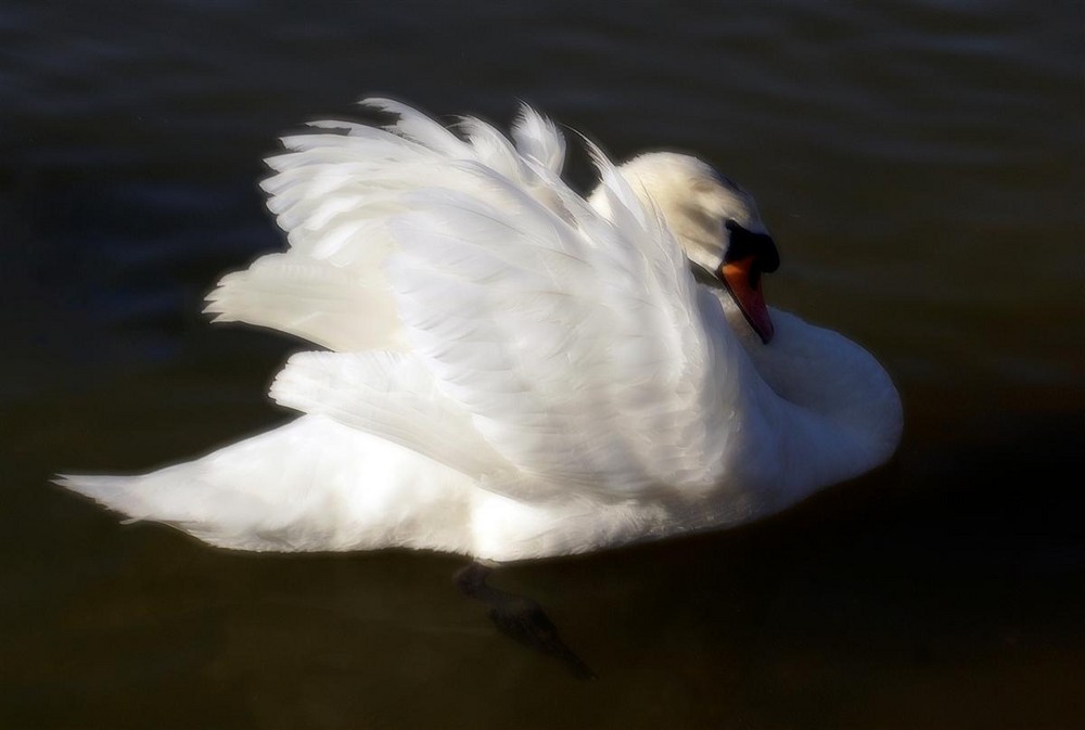 swan lake