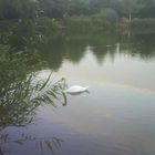 Swan lake