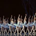 Swan Lake