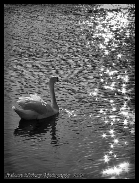 Swan Lake