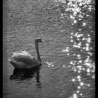 Swan Lake