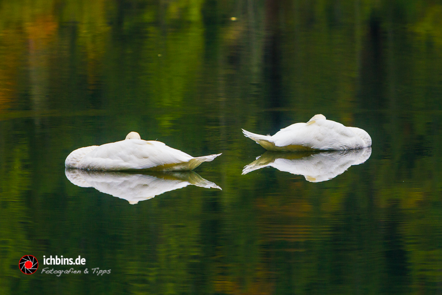 Swan Lake, Alternativtitel: Nicht ohne meinen Spiegel!