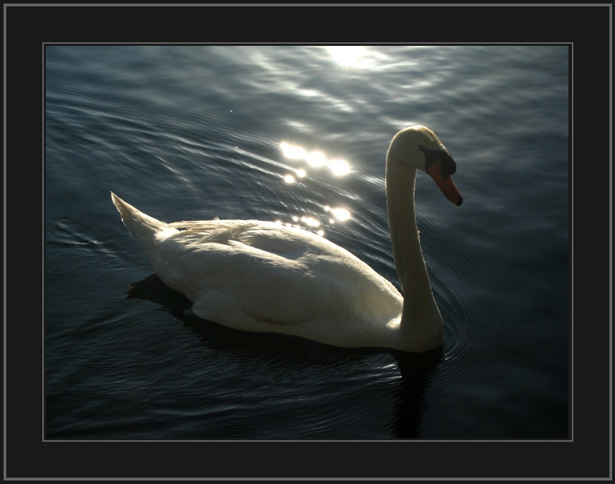 Swan Lake