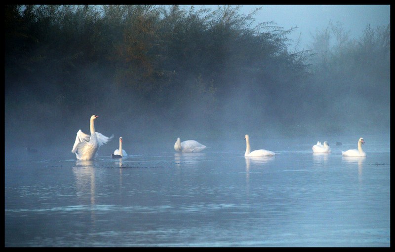 Swan lake