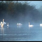 Swan lake