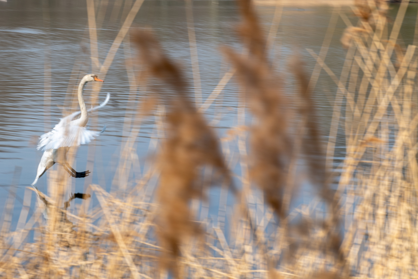 Swan Lake Ballet