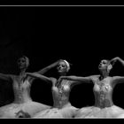 Swan Lake Ballet