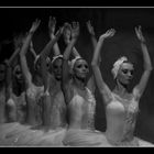 swan Lake Ballet II