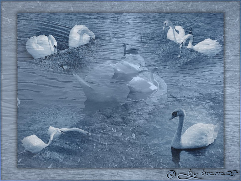 Swan Lake blue