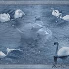 Swan Lake blue