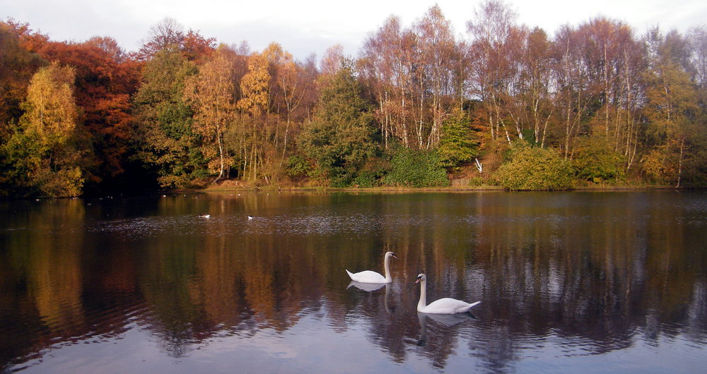 Swan lake