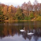 Swan lake