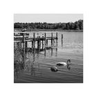 < Swan Lake >