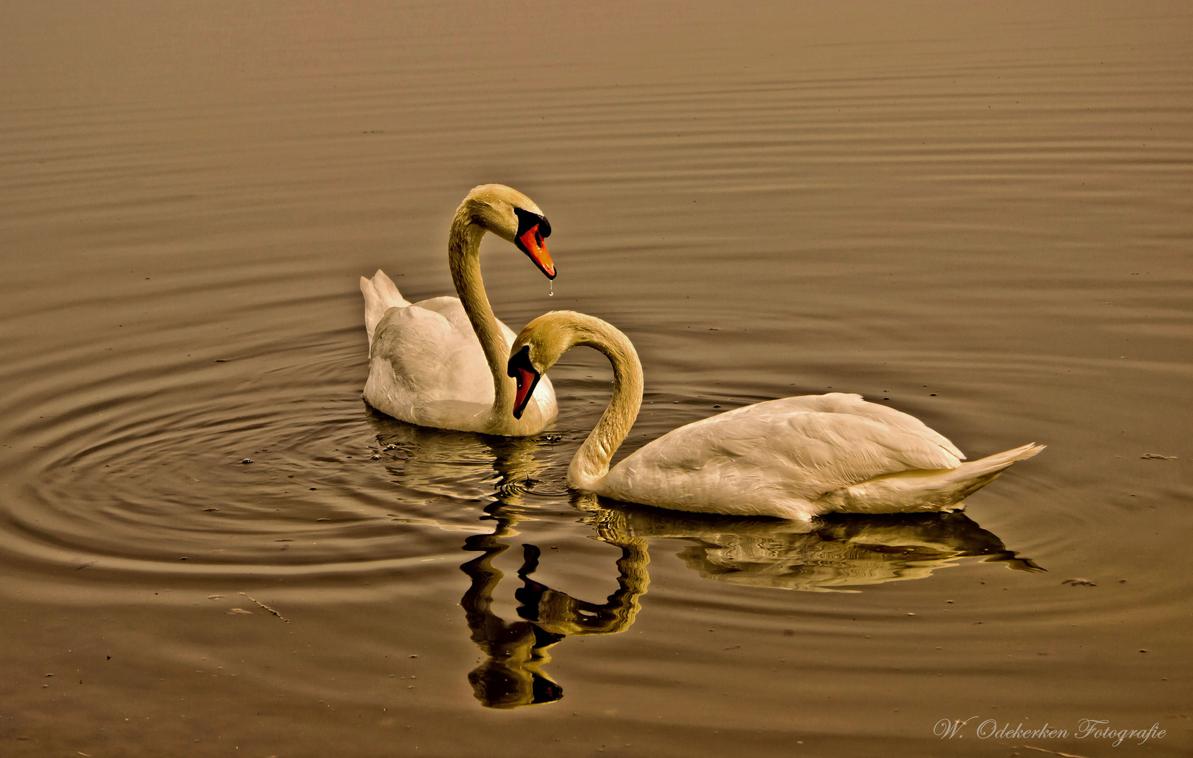 Swan Lake