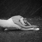 Swan Lake II