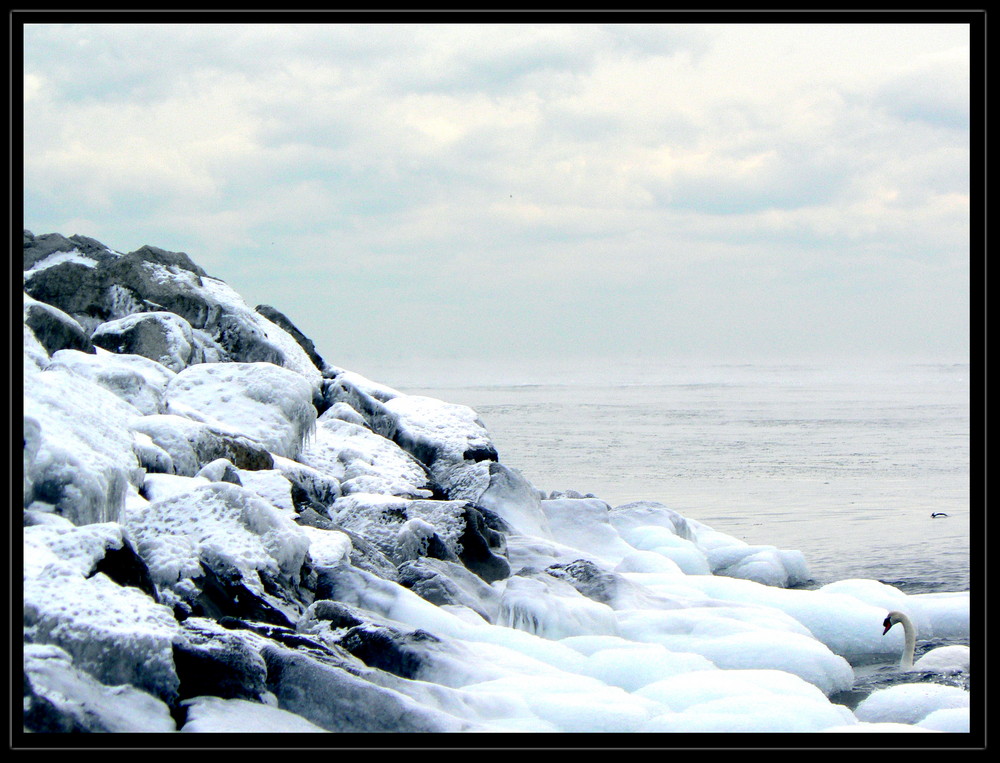 Swan lake in winter