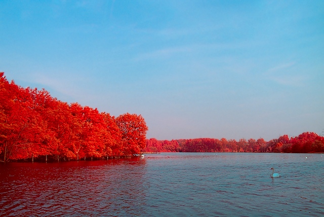 Swan Lake (IR Bi-Color)