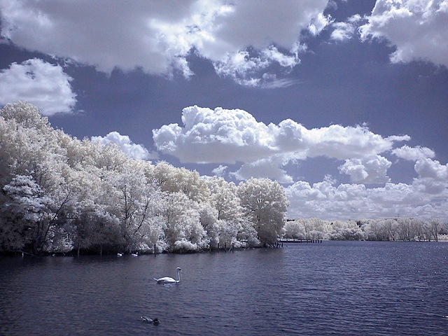 Swan Lake (IR Channel Shift)