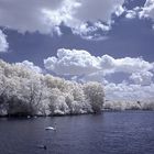 Swan Lake (IR Channel Shift)