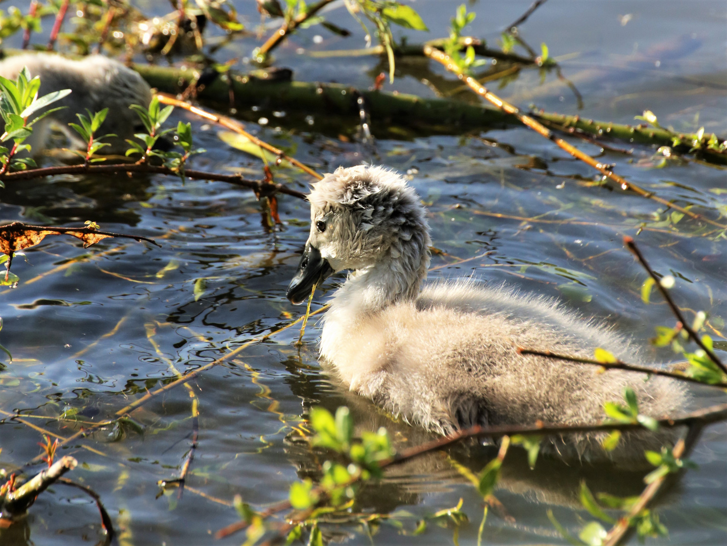 swan lake view