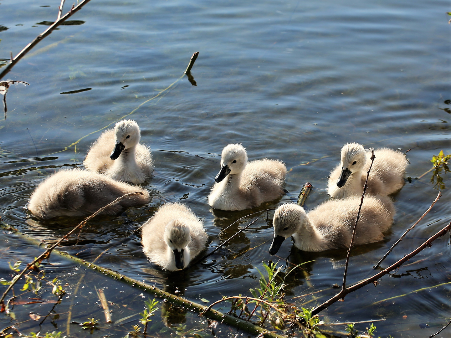 swan lake view