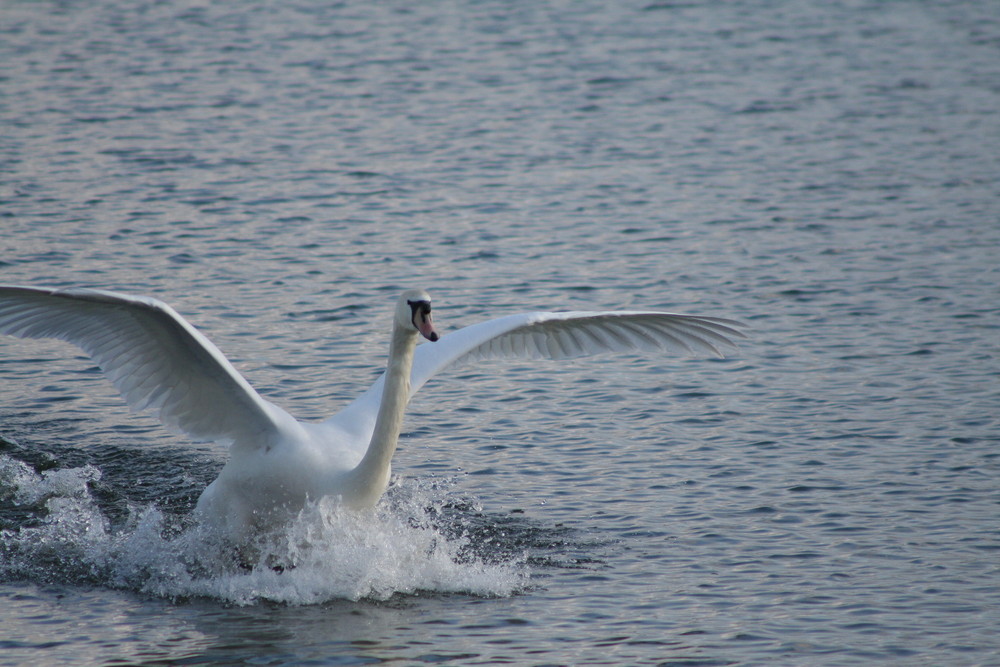 swan landing