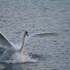 swan landing