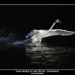 Swan landing on Lake Wichel - Switzerland