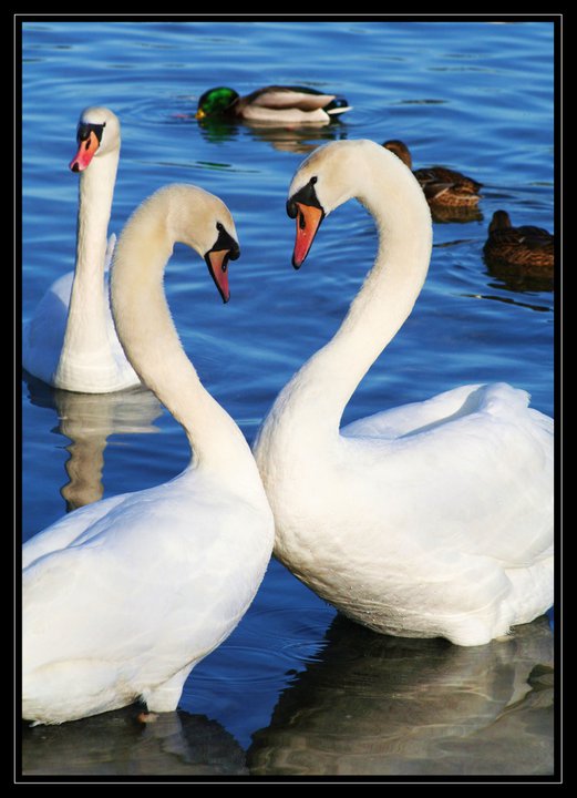 swan love