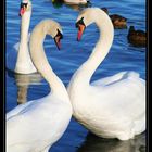 swan love