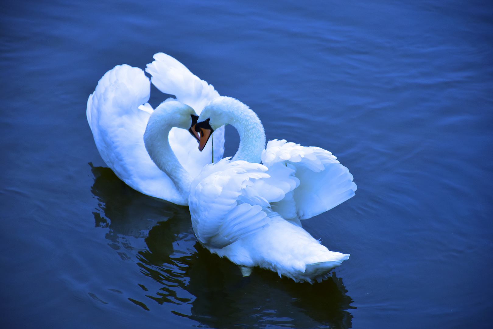 Swan Love