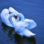 Swan Love