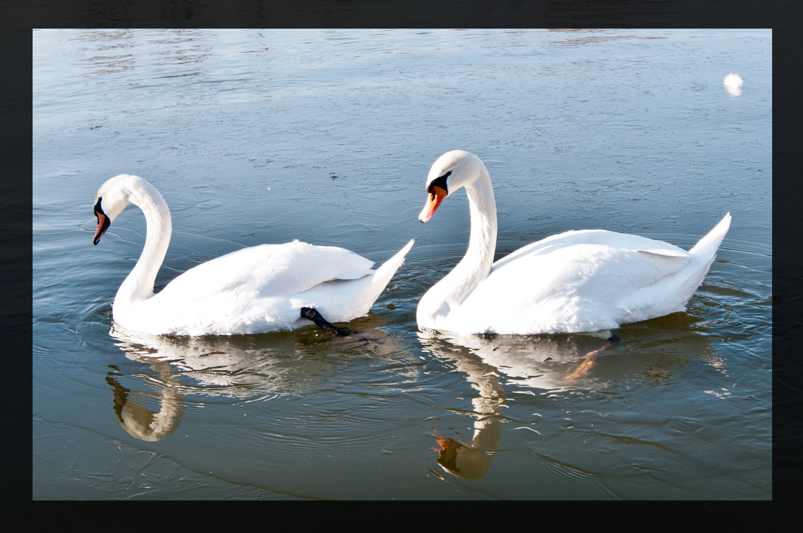swan love on ice