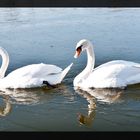 swan love on ice