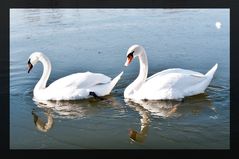 swan love on ice