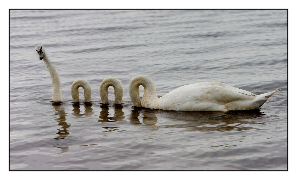 Swan Mutation