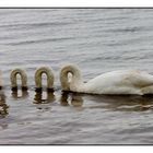 Swan Mutation