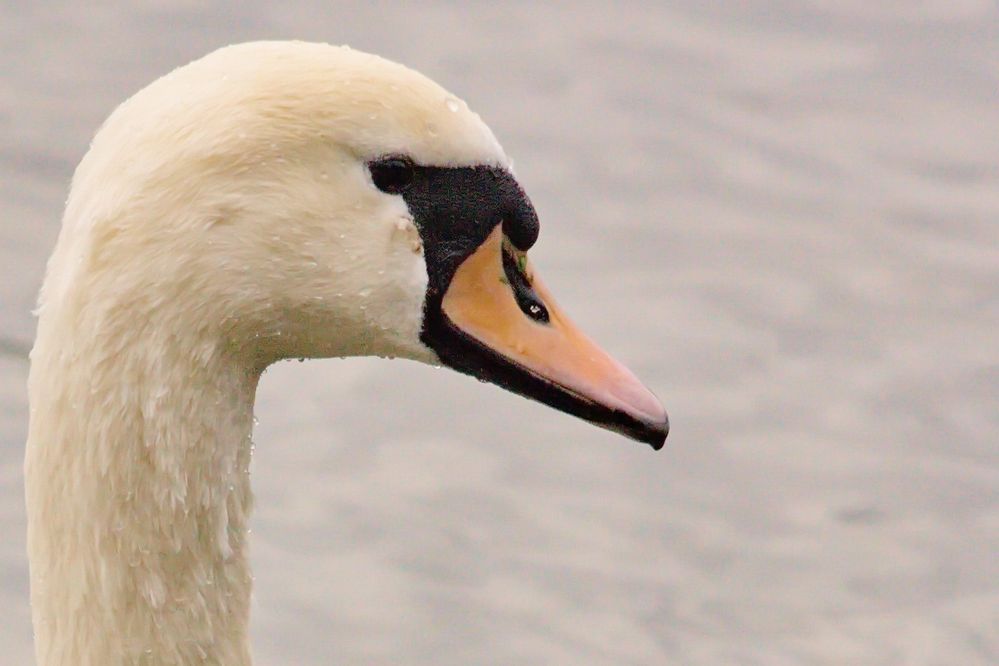 Swan n°2