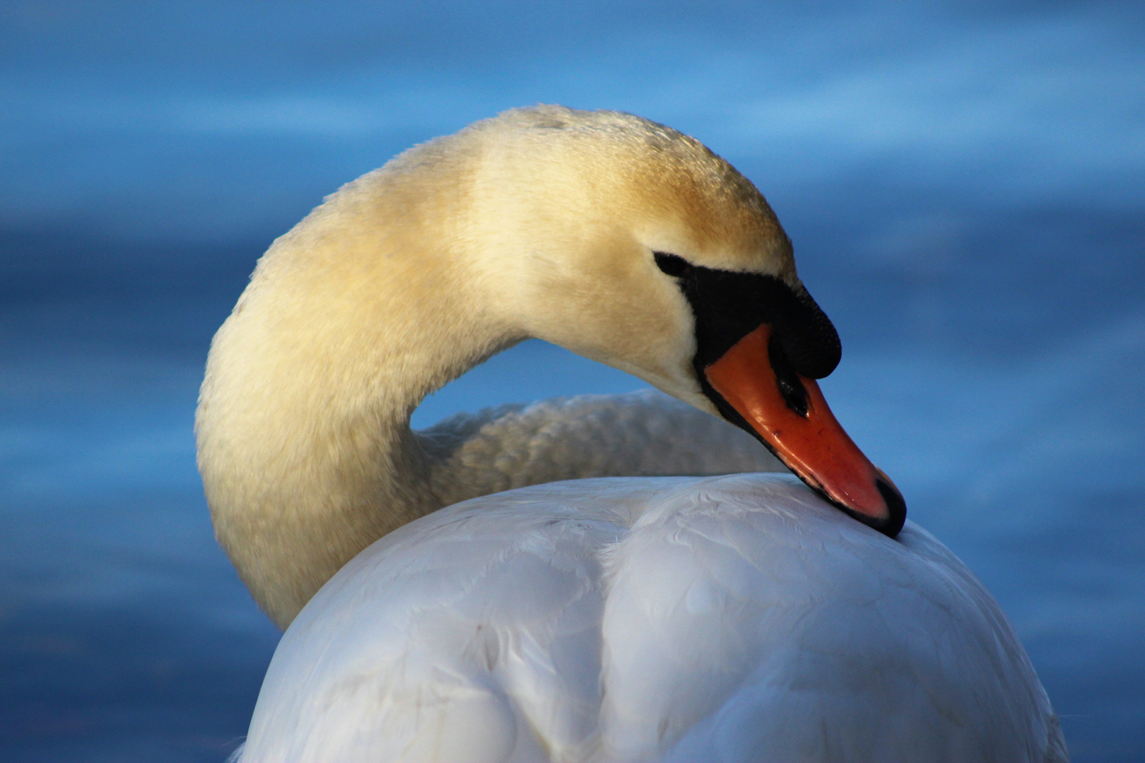 Swan Neck