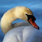 Swan Neck