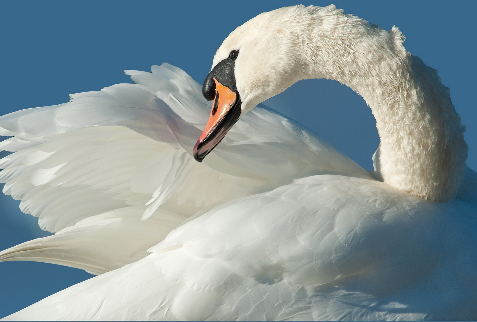 Swan on Blue