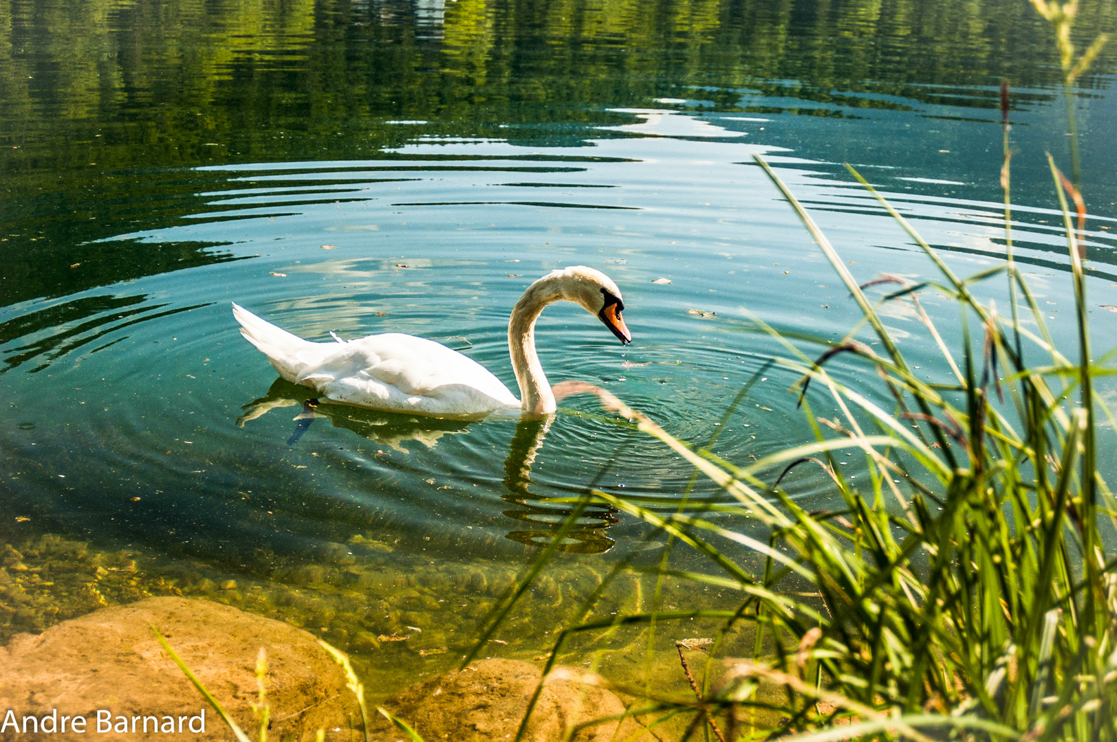 Swan on lake