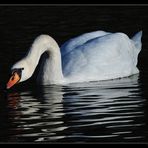 Swan on Lake Wichel - Switzerland