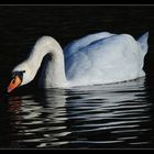 Swan on Lake Wichel - Switzerland