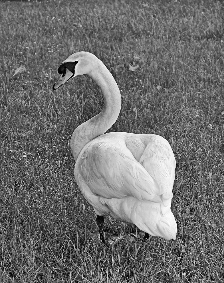 swan on sentinel