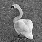 swan on sentinel