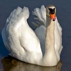 Swan on the bright side of life