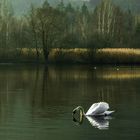 Swan On The Lake