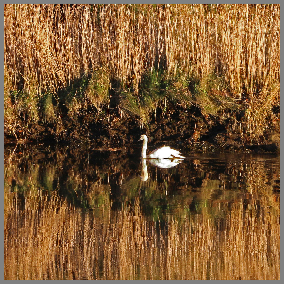 swan on the river coquet at warkworth evening 1b